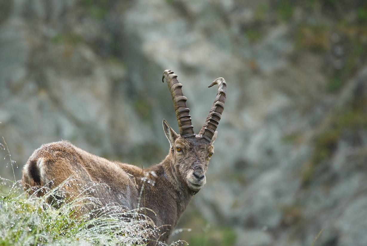 Erste Begegnung mit einem Steinbock